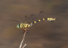 Ictinogomphus dobsoni