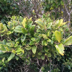Osmanthus