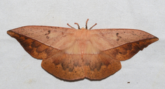 Lonomia achelous
