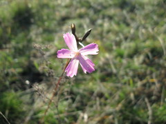 Dianthus polymorphus