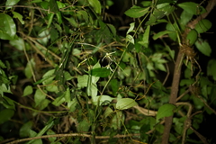Dendrobium teretifolium fairfaxii