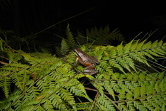 Ranoidea subglandulosa
