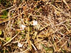 Diclis petiolaris