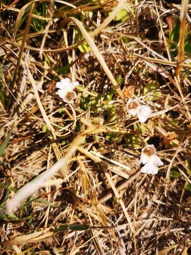 Image of Diclis petiolaris by (c) Ricus Nel, some rights reserved (CC BY)