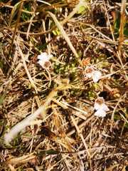 Diclis petiolaris