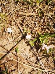Diclis petiolaris