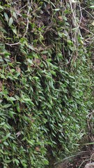 Dendrobium pugioniforme