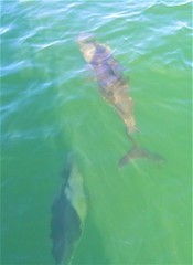 Cephalorhynchus heavisidii