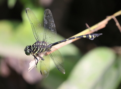 Ictinogomphus lieftincki