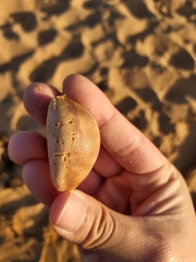 Lyncina