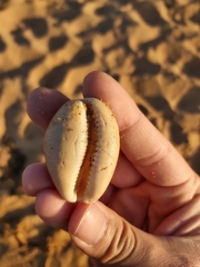 Lyncina