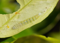 Cryptoptila immersana