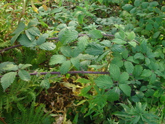 Rubus criniger