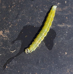 Cryptoptila immersana