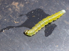 Cryptoptila immersana