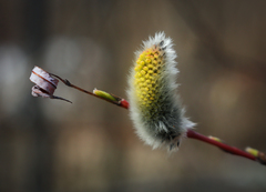 Salix acutifolia