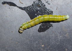 Cryptoptila immersana