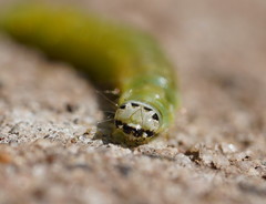 Cryptoptila immersana