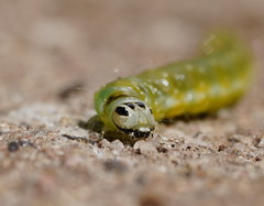 Cryptoptila immersana