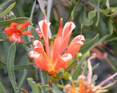 Lambertia multiflora multiflora