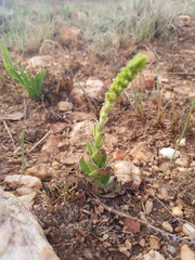Crassula capitella nodulosa