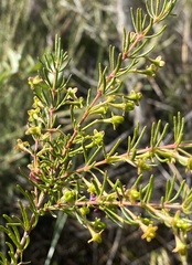 Boronia megastigma