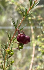 Boronia megastigma