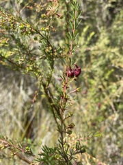Boronia megastigma