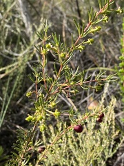Boronia megastigma