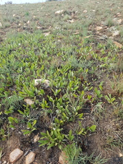 Parinari capensis capensis