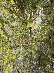 Boronia megastigma