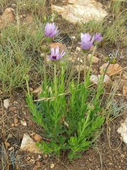 Dimorphotheca spectabilis