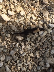 Ichthyosaura alpestris alpestris