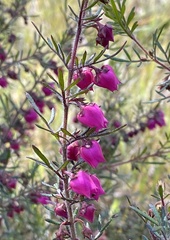 Boronia molloyae