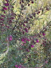 Boronia molloyae