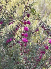 Boronia molloyae