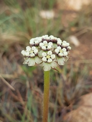 Asclepias fallax