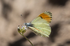 Anthocharis julia stella