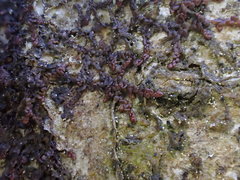 Frullania fragilifolia