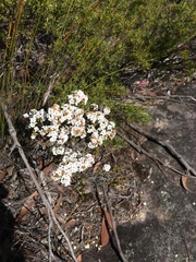 Epacris rigida