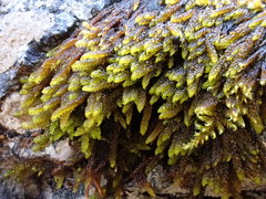Campylium bambergeri