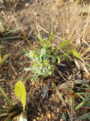 Raphionacme galpinii