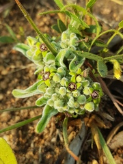 Raphionacme galpinii