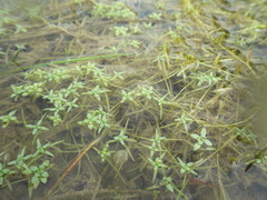 Callitriche hamulata
