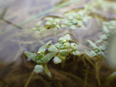 Callitriche hamulata