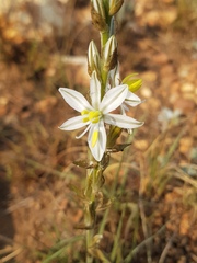 Chlorophytum transvaalense