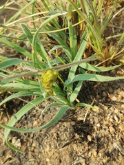 Chlorophytum transvaalense