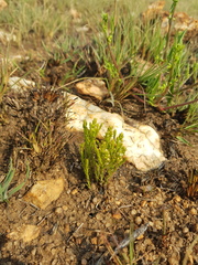 Thesium transvaalense