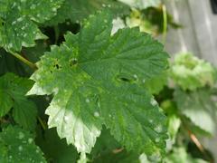 Podosphaera macularis