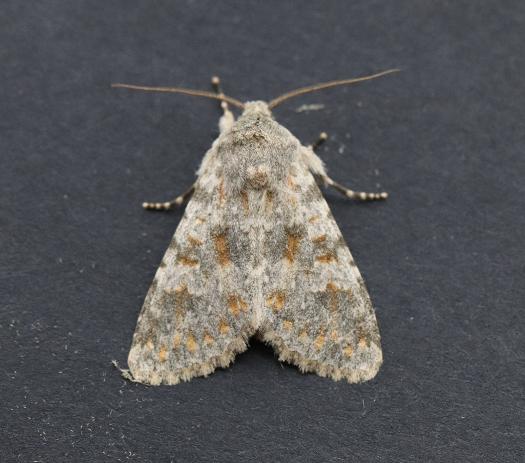Polymixis rufocincta